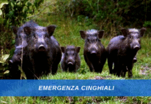 emergenza cinghiali